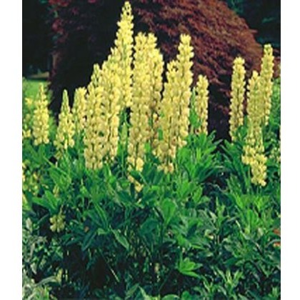 Lupinus Chandelier 2L Lupinus Chandelier 2L