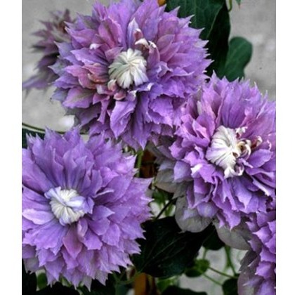 Clematis Diamantina (Evipo039) 3L BLUE
