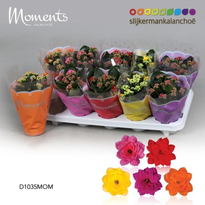 Kalanchoe Moments (Mixed colours) 10.5cm