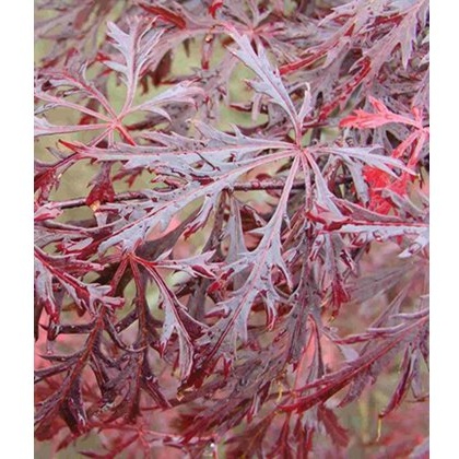 Acer palmatum var. dissectum 'Garnet'   3L