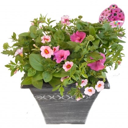 Cocktail Container 'Pink Fizz Large Pot Cocktail Container 'Pink Fizz Large Pot