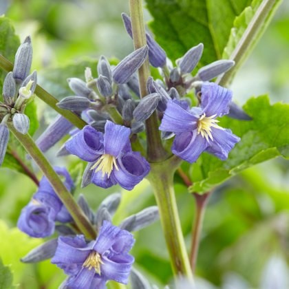 Clematis heracifolia New Love 3L
