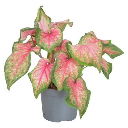 Caladium Sweetheart 13cm