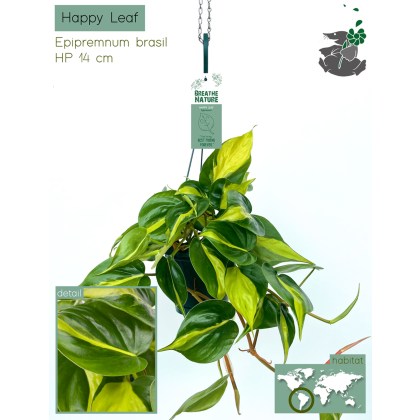 Epipremnum pinn. Happy Leaf (Brasil) Hanging 15cm