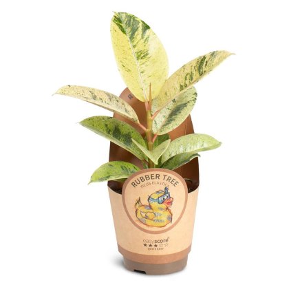 Ficus elastica Shivereana 11cm