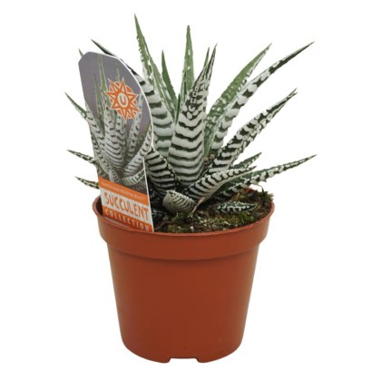 Haworthia fasc Alba 10.5cm
