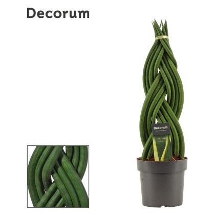 Sansevieria cyl Braid 14cm