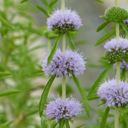 MARGINAL - Mentha cervina 1L MARGINAL - Mentha cervina 1L