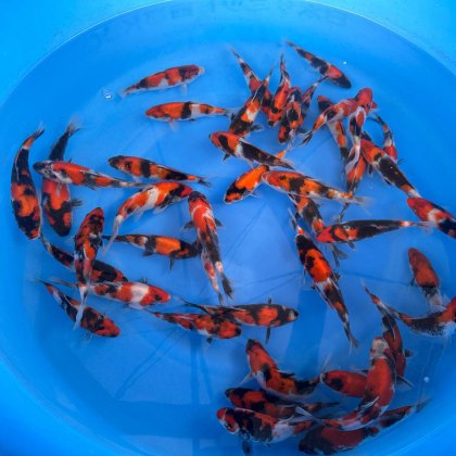 JAPANESE KOI Go-Sanke Mixed 7-8