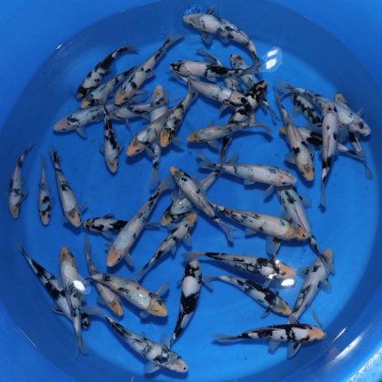 JAPANESE KOI Shiro Utsuri