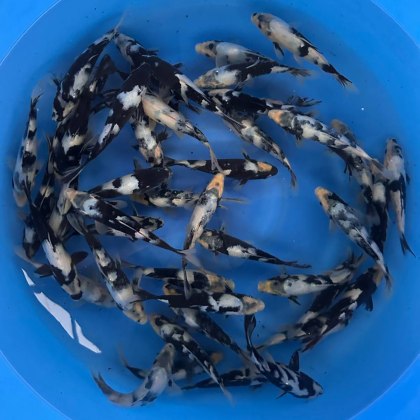 JAPANESE KOI Shiro Utsuri