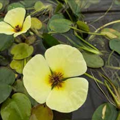 FLOATING PLANT - Hydrocleys nymphoides FLOATING PLANT - Hydrocleys nymphoides