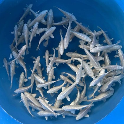 JAPANESE KOI Platinum Ogon 5-6