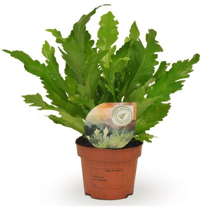 Asplenium nidus Campio Air So Pure 12cm