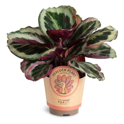 Calathea Black Rose 11cm