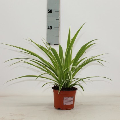 Chlorophytum comm. Ocean 12cm