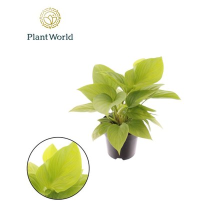 Homalomena Lemon Lime 14cm
