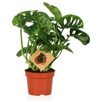 Monstera obliqua Monkey Leaf’ 12cm