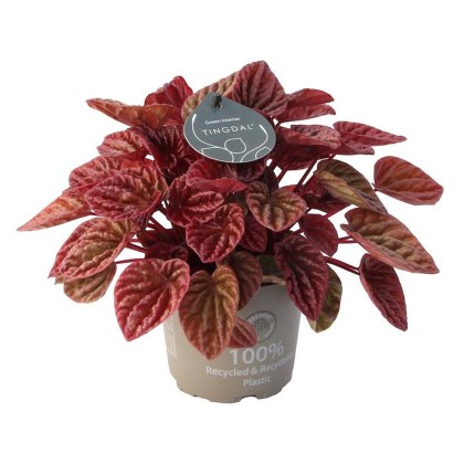 Peperomia cap Quito 12cm