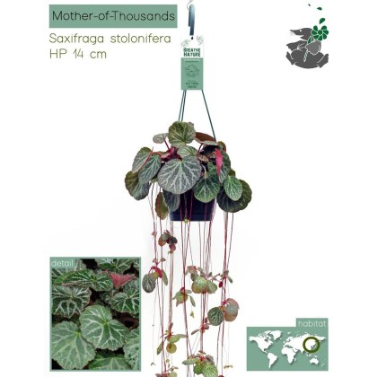 Saxifraga Stolonifera hanging 14cm