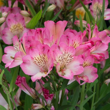 Perennials