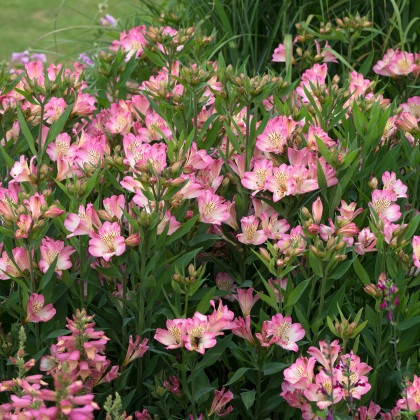 Alstroemeria Summer Break 3L Alstroemeria Summer Break 3L