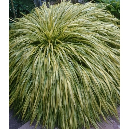 Hakonechloa macra Aureola 2L