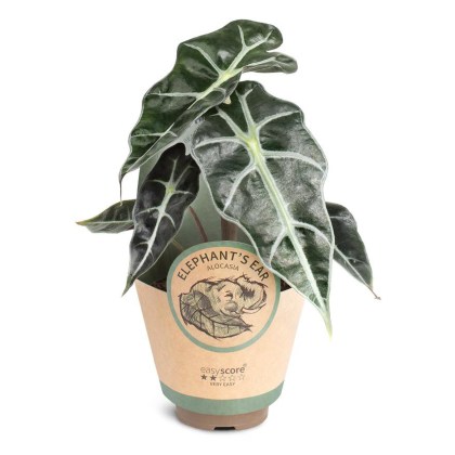 Houseplants