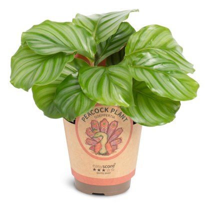 Calathea orbifolia 11cm