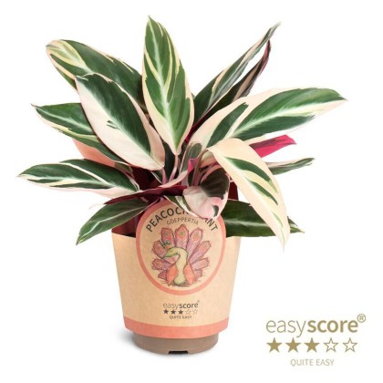 Calathea Trio Star 11cm