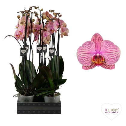 Phalaenopsis Jupiter 2t 16+ 12cm