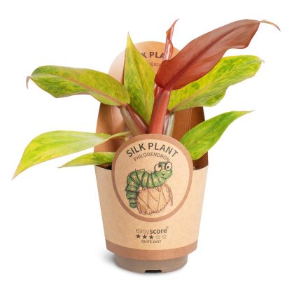 Philodendron Orange Marmalade 11cm