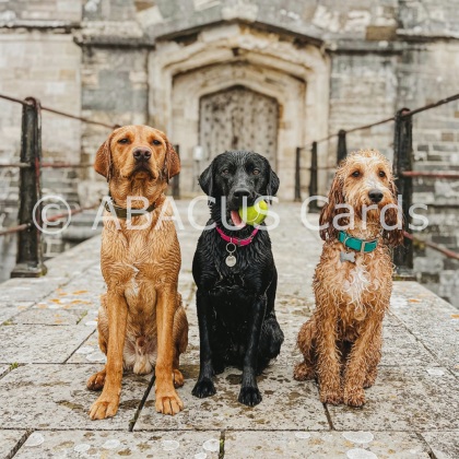 Country Ways Labradors and Cockapoo 160x160 Large Sq