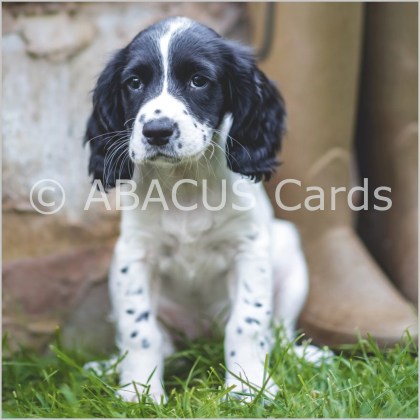Country Ways Springer Spaniel Puppy 160x160 Large Sq