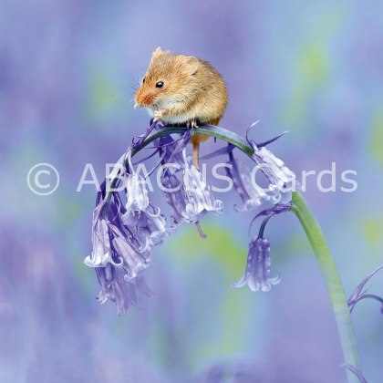 Nature Tales Harvest Mouse 160x160 Large Sq
