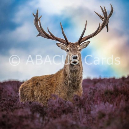 Nature Tales Red Deer Stag 160x160 Large Sq