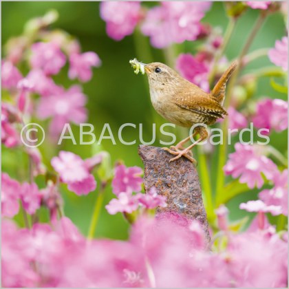 Nature Tales Wren among Red Campion 160x160 Large Sq