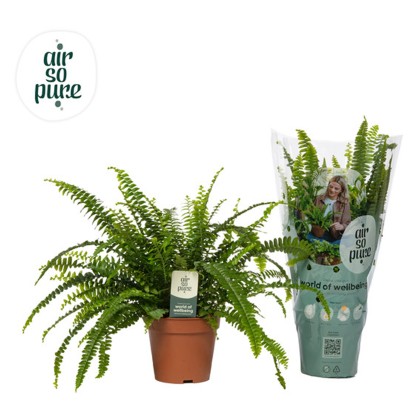 Nephrolepis exaltata Green Lady Air So Pure 12cm