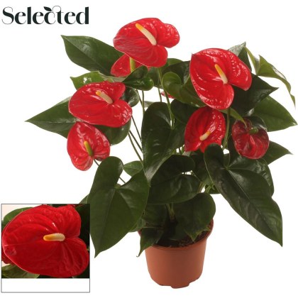 Anthurium Famous Red Selected 17cm