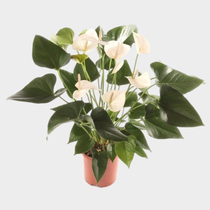 Anthurium White Winner 17cm