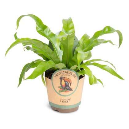 Asplenium antiquum 11cm