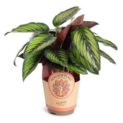 Calathea ´Beauty Star´ 11cm