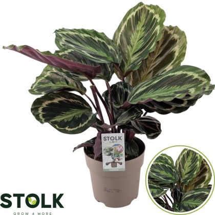 Calathea Medallion 17cm