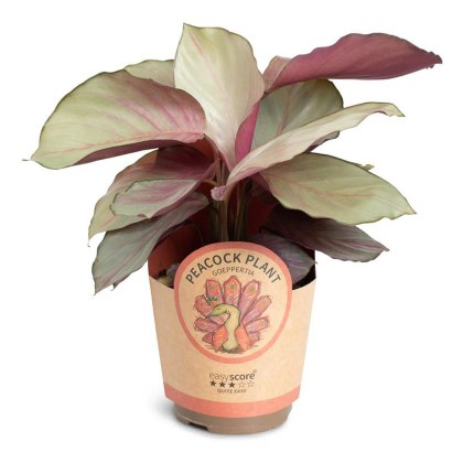 Calathea Silver Plate 11cm