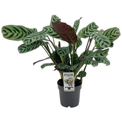 Ctenanthe Burle Marxii 14cm
