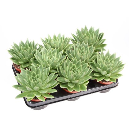 Echeveria miranda 10.5cm