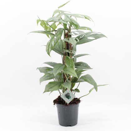Epipremnum Pinnatum Cebu Blue 17cm