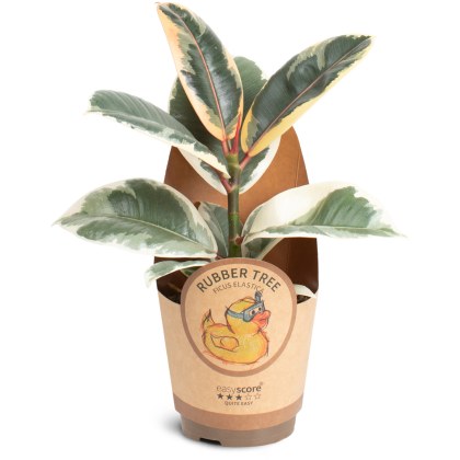Ficus elastica ´Tineke´ 11cm