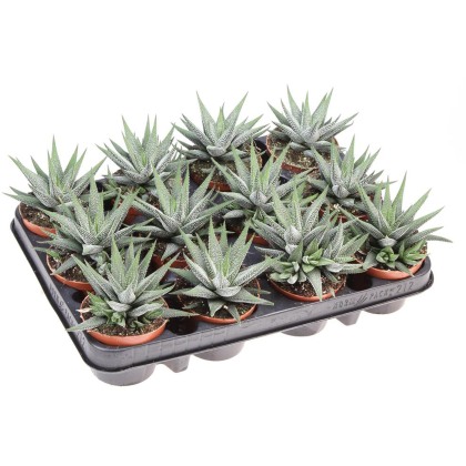 Haworthia fasciata concollor 8.5cm