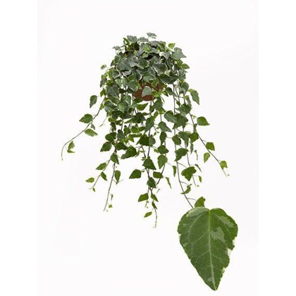 Hedera helix Tamara 13cm